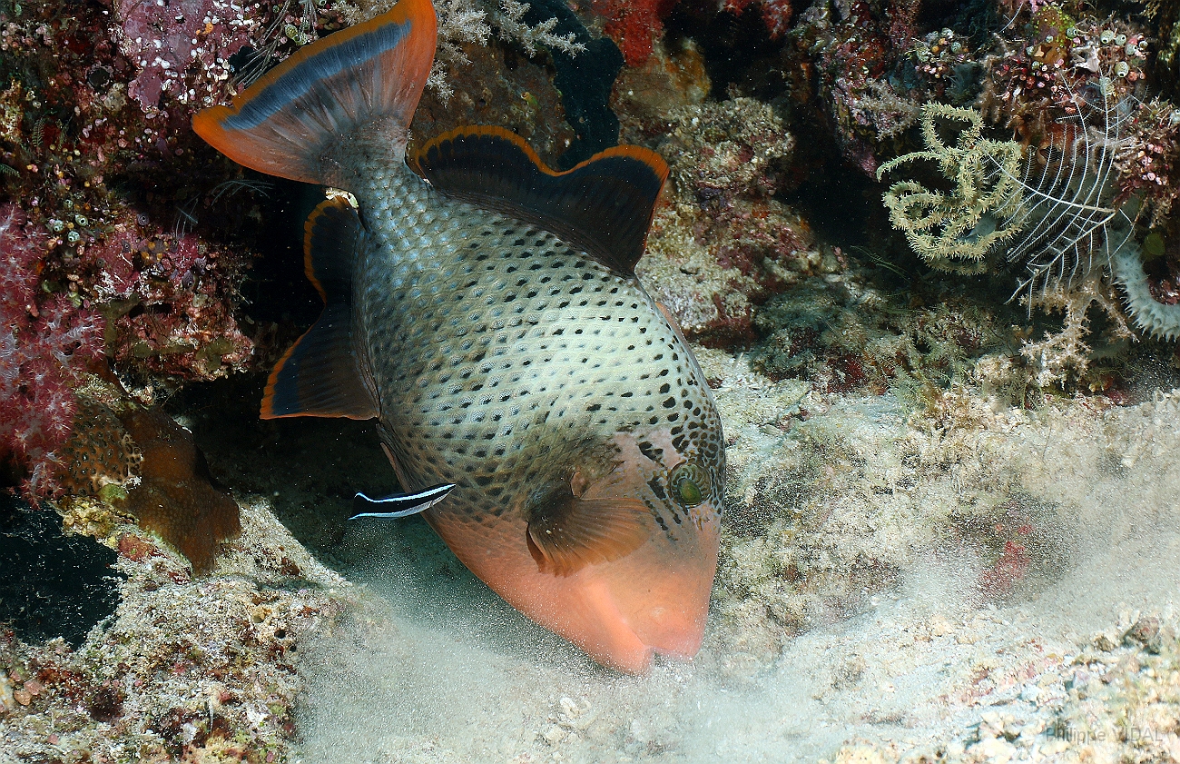 Raja Ampat 2016 - Pseudobalistes flavimarginatus - Yellowmargin triggerfish - Baliste geant ou ponctue - IMG_4465_rc.jpg